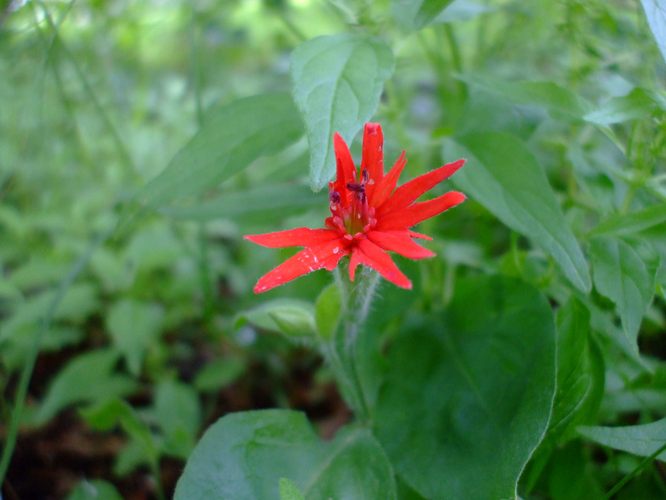 Silene rotundifolia
